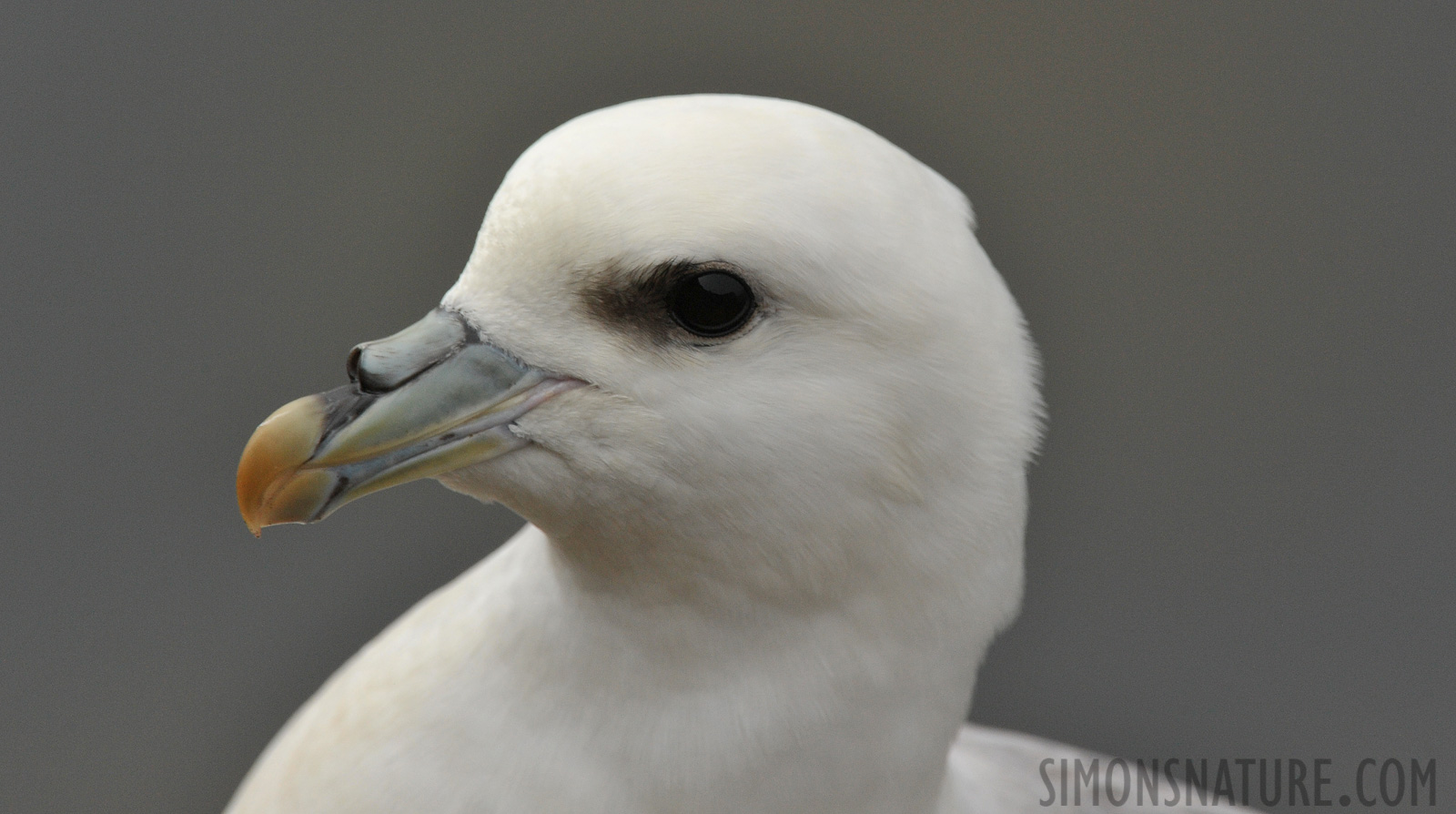 Fulmarus glacialis auduboni [550 mm, 1/1600 sec at f / 10, ISO 1600]